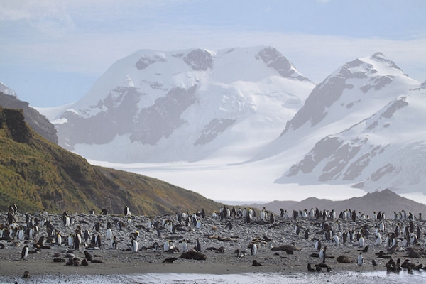 SGeorgia_SalisburyPlain_5031 (1).jpg - King Penguins on the beach at Salisbury Plain, north coast of South Georgia
